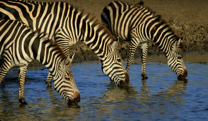 Quels animaux peut-on observer ?