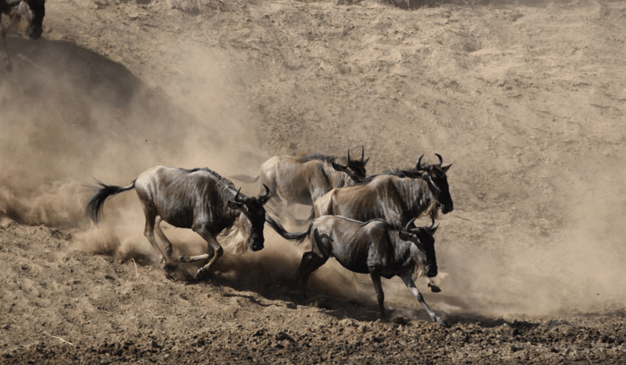 La Grande Migration