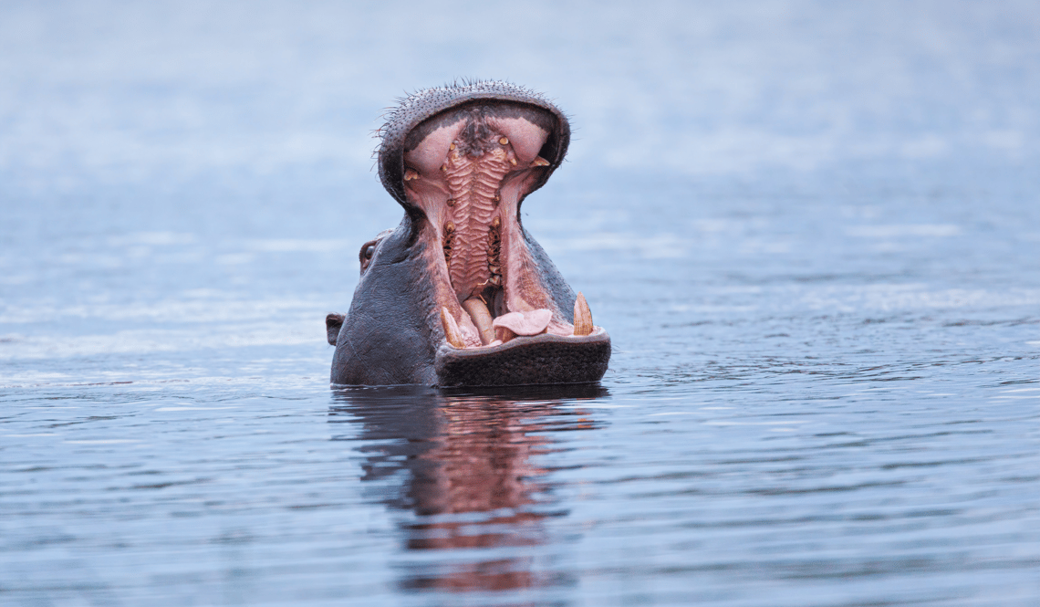 Hippopotame en Afrique