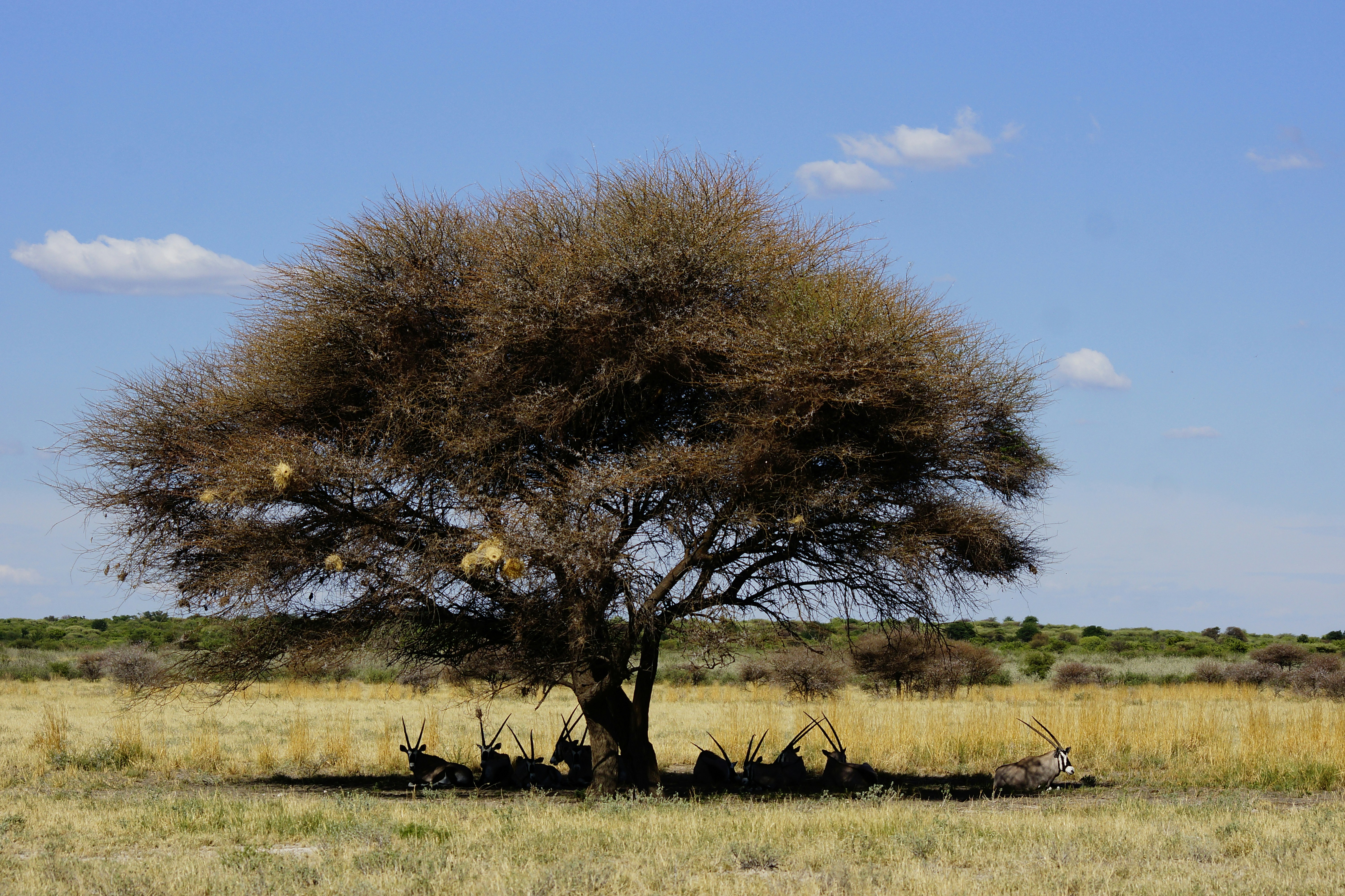 leon-pauleikhoff-MjpiRwA_kMc-unsplash