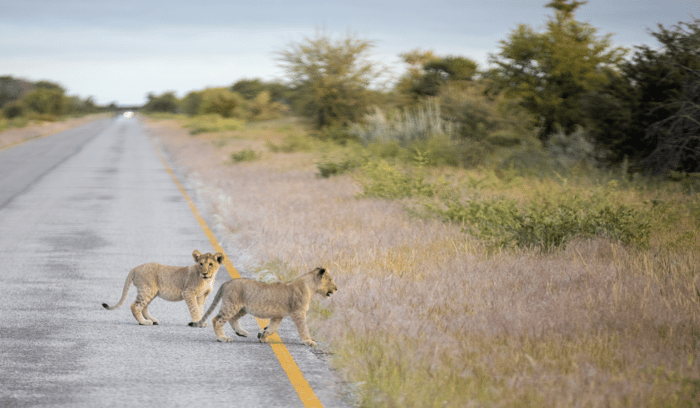 Meilleure période safari Afrique (10)