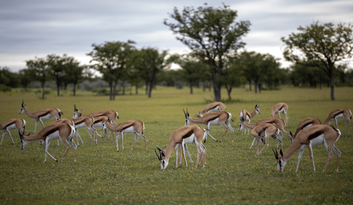 Meilleure période safari Afrique (9)