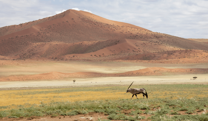 Meilleure période safari Afrique