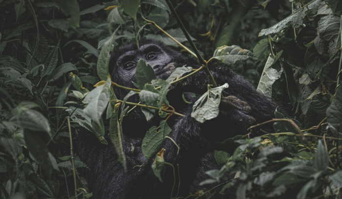 Uganda (12)