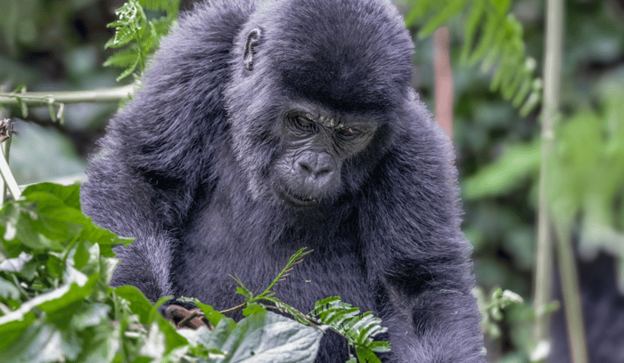 La zone humide de Bigodi