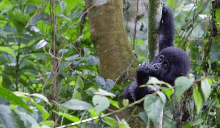 gorilles parc national de Murchison Falls