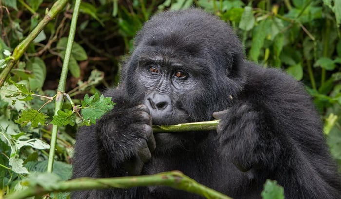 Où rencontrer les gorilles et chimpanzés en Ouganda