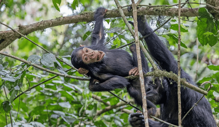 Gorilles et chimpanzés en Ouganda