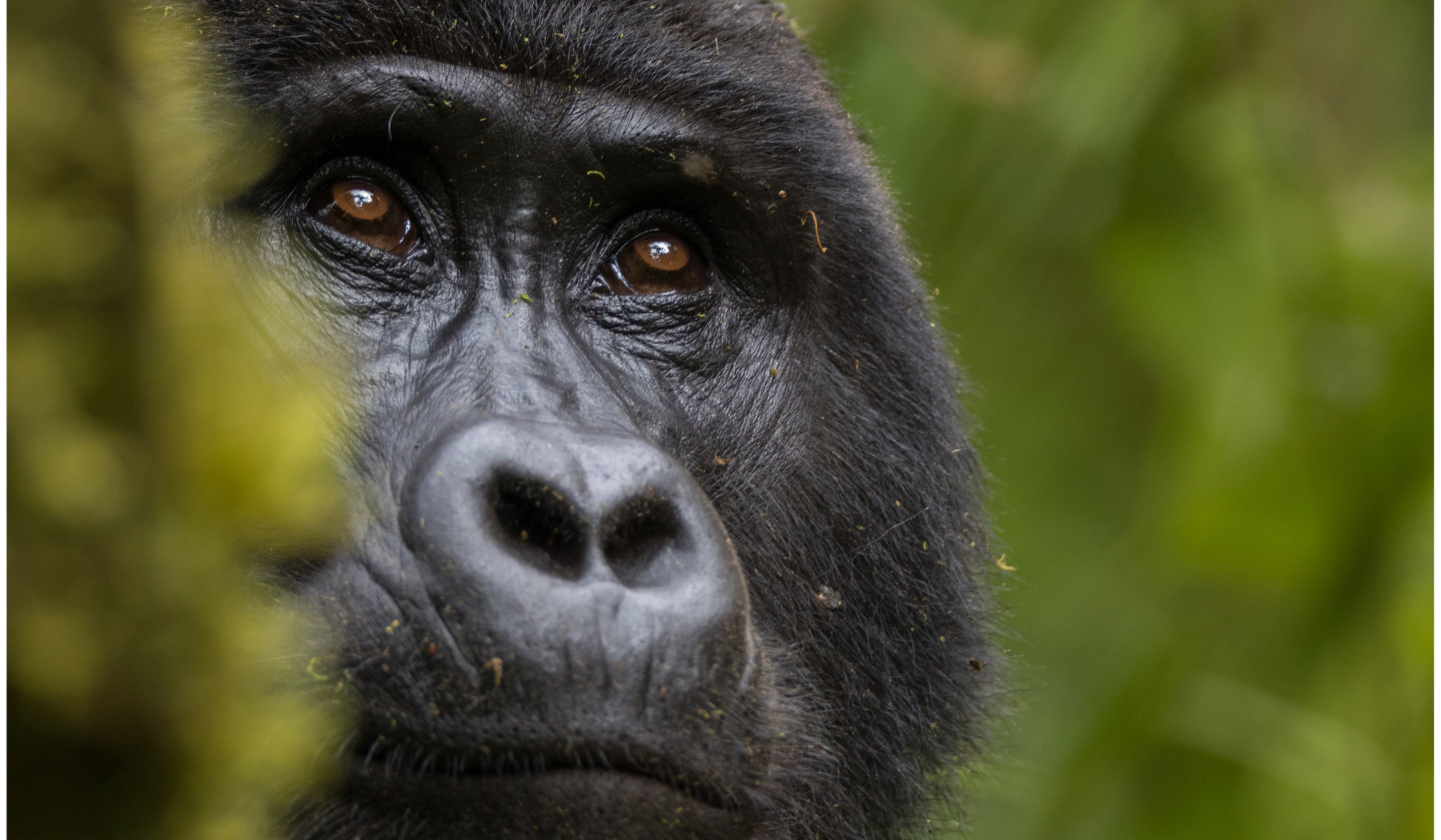 Gorilla in Uganda