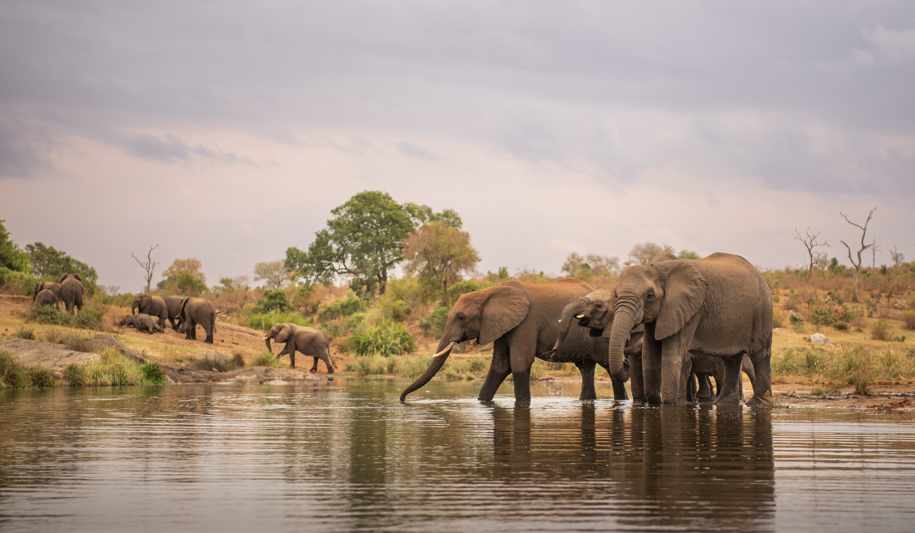 Elephants in Kruger National Park
