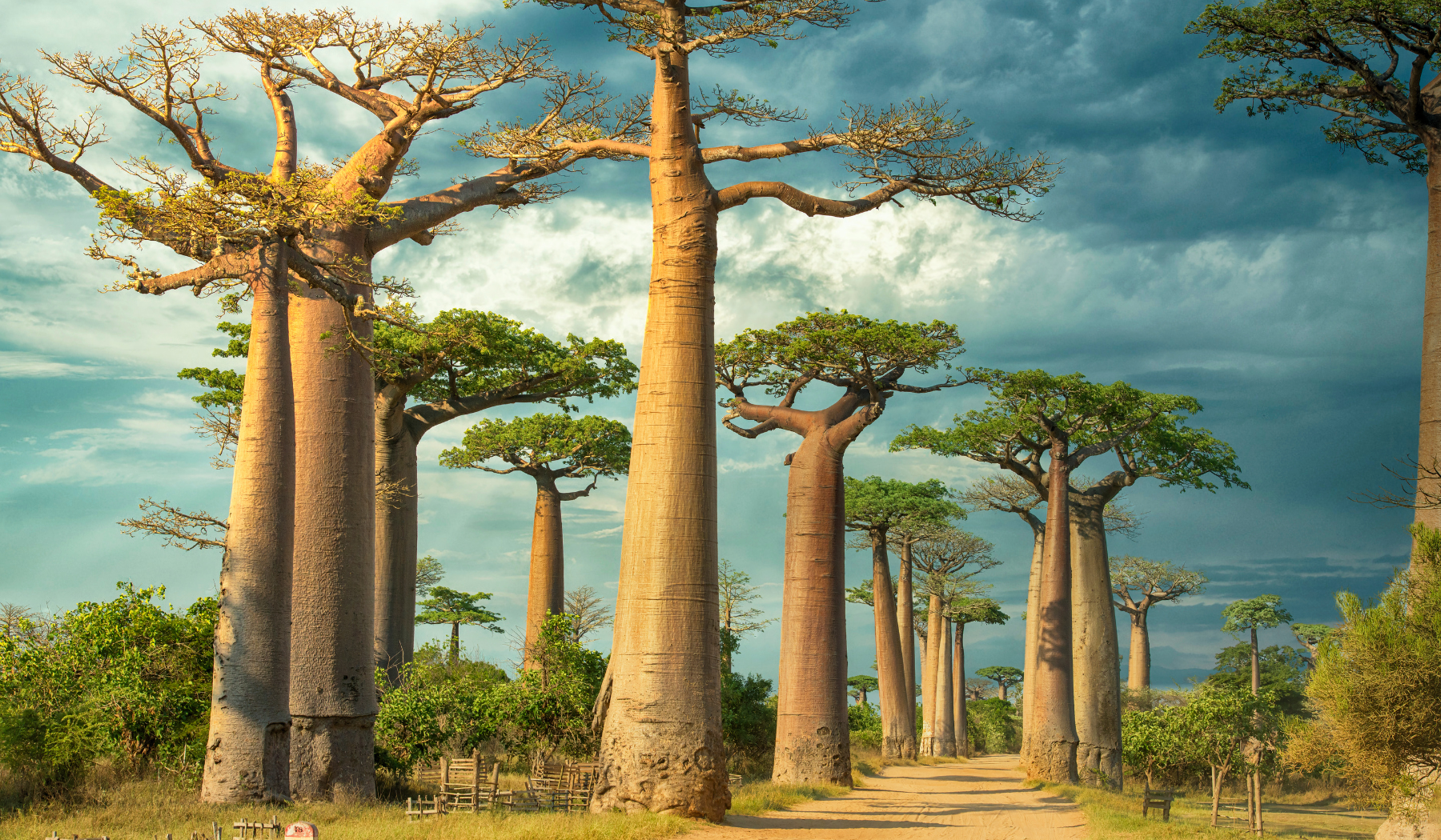 Baobab alley, Madagascar