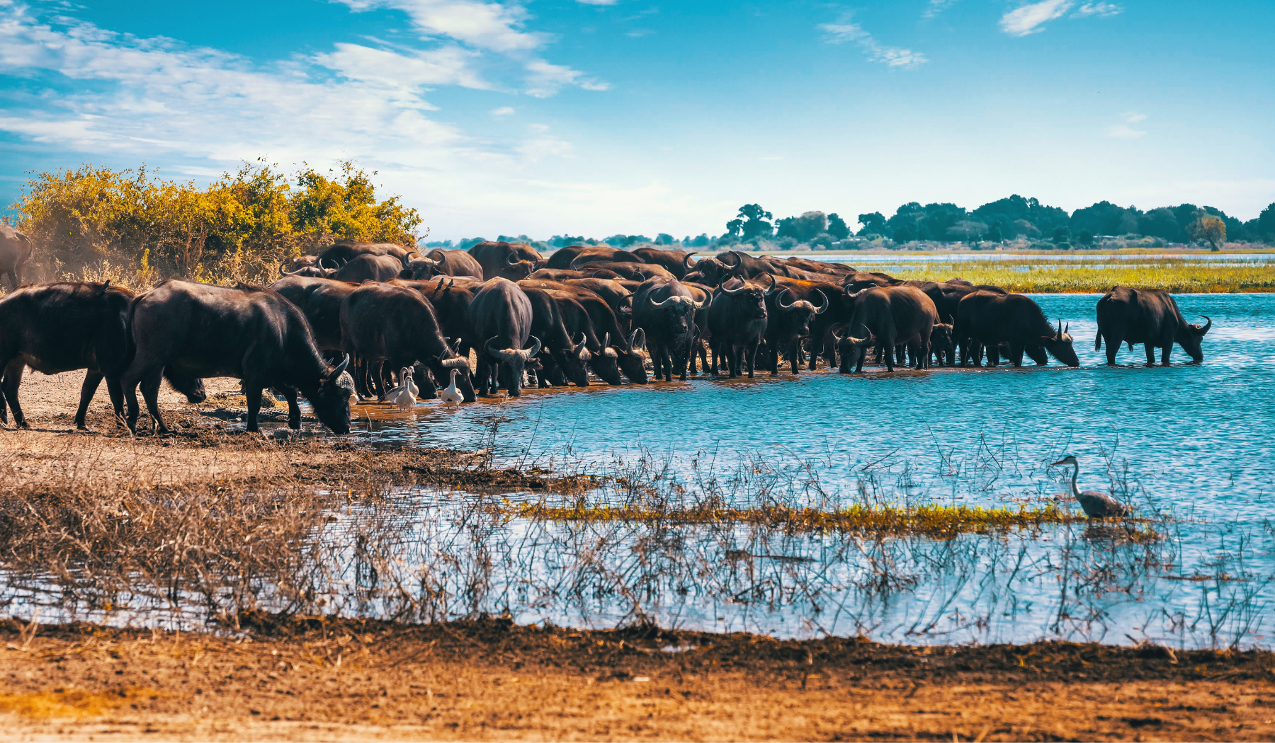 Chobe River, Botswana