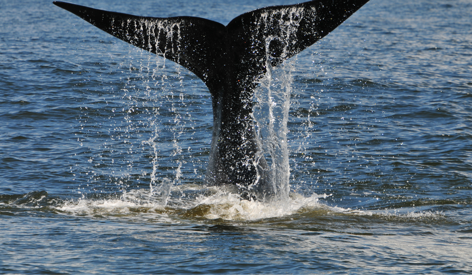 Whale in South Africa