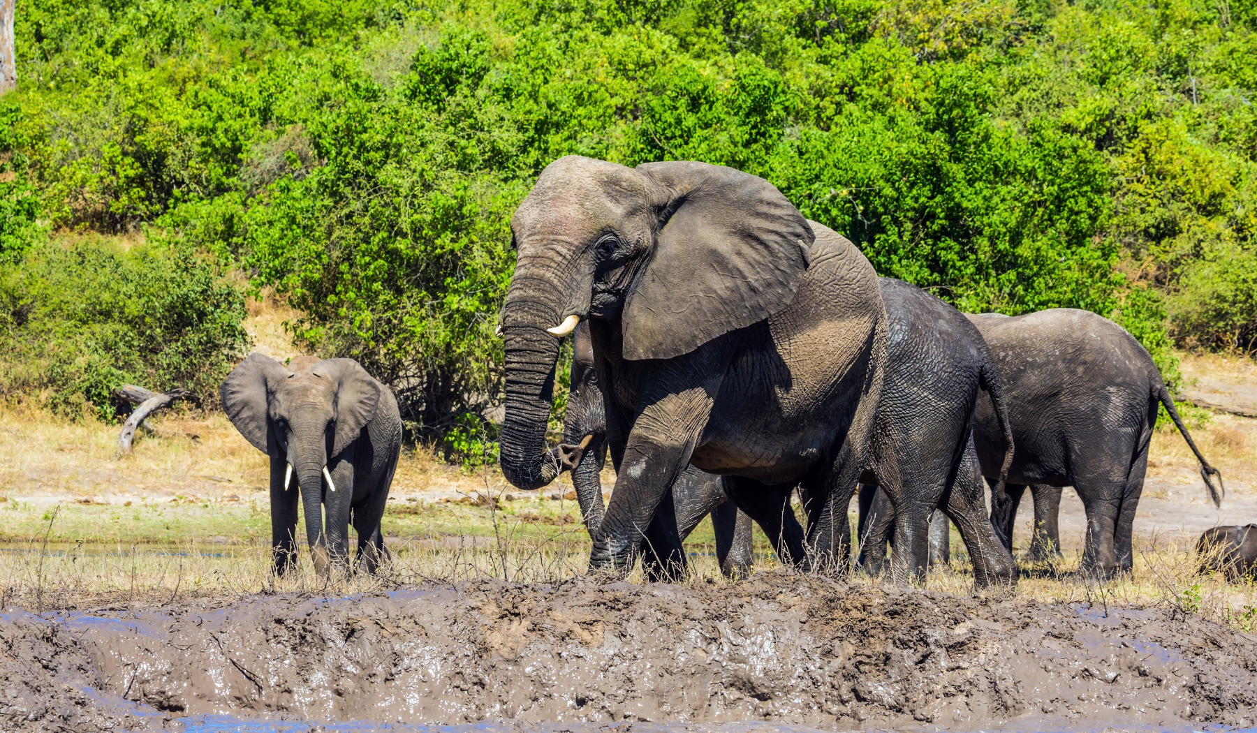 Parc nationale de Chobe