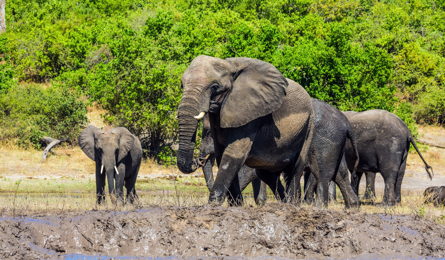 Parc nationale de Chobe 