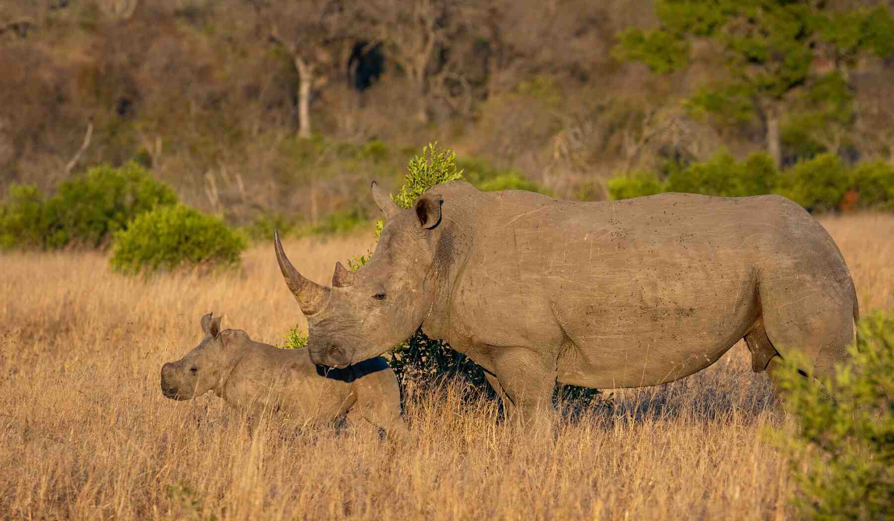 parc-Greater-Kruger-afrique-du-sud