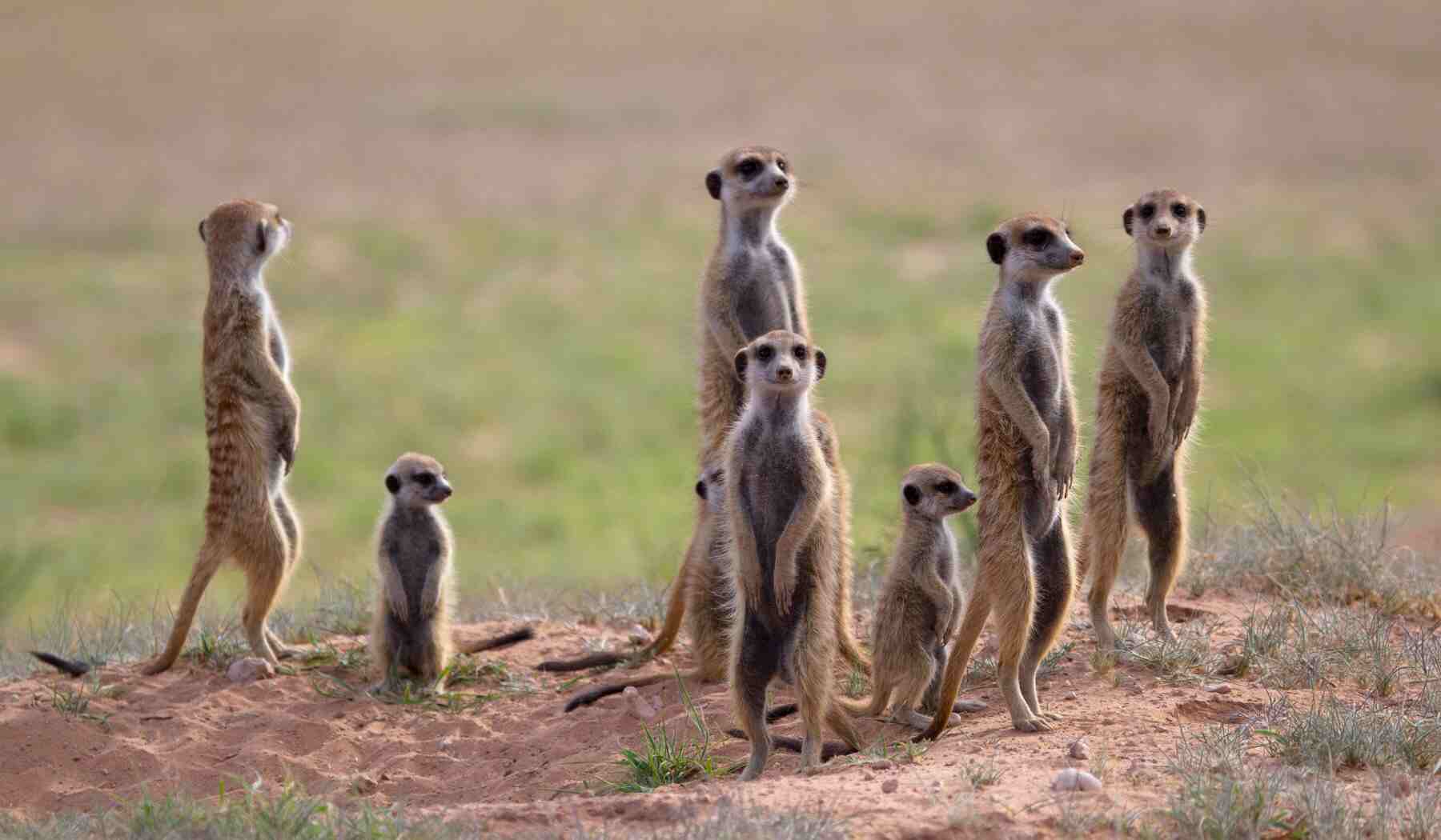 suricates de Makgadikgadi