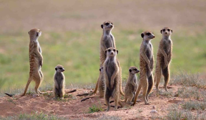 suricates