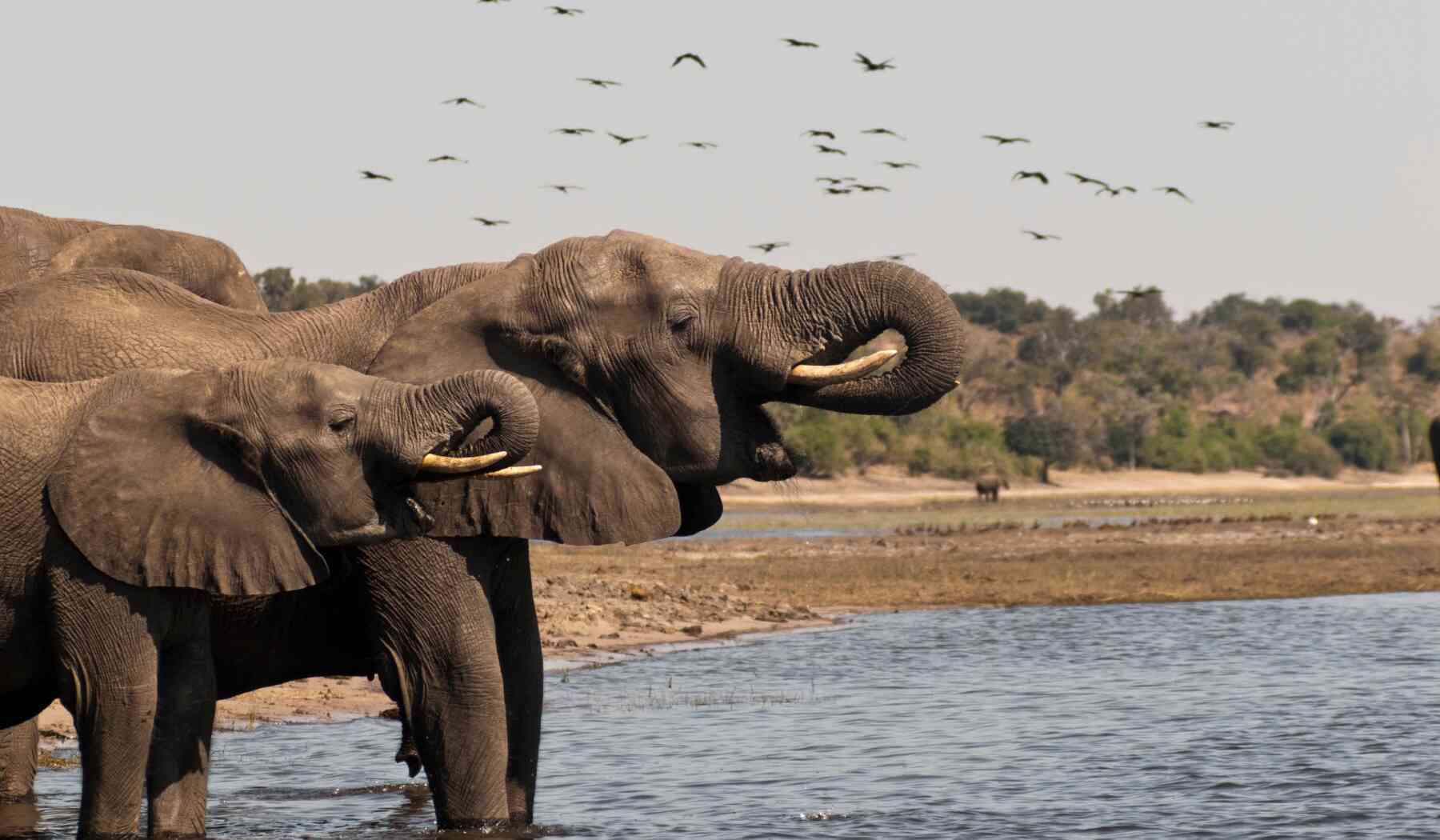 voyage_au_botswana