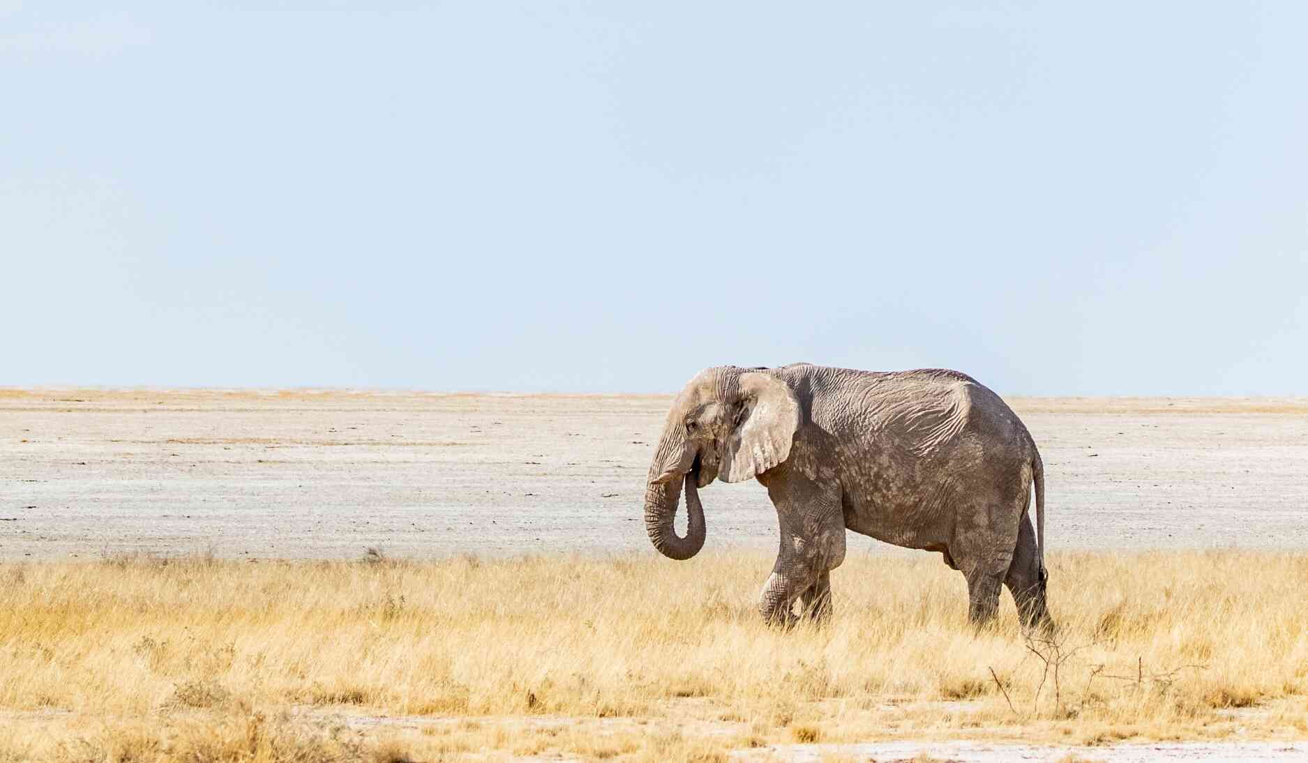 etosha-parc-national-namibie