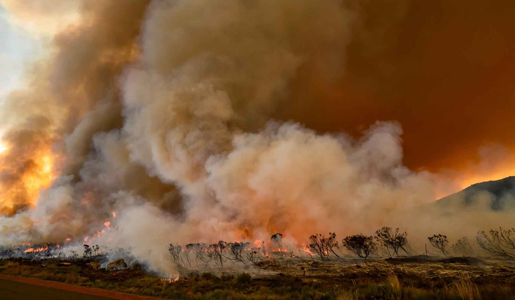 feu-brousses-fynbos-afrique-du-sud