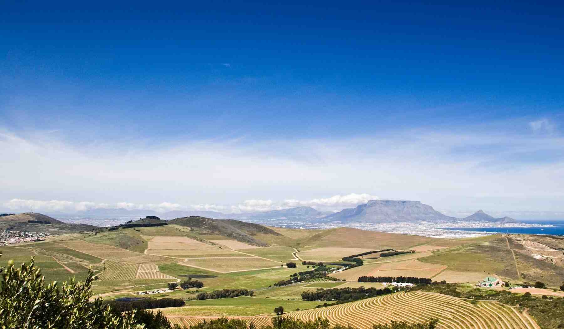 Vallée viticole de Durbanville