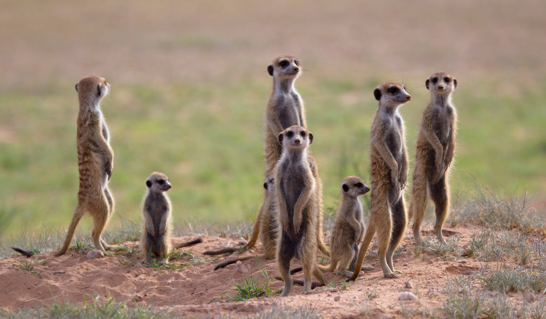 suricates de Makgadikgadi