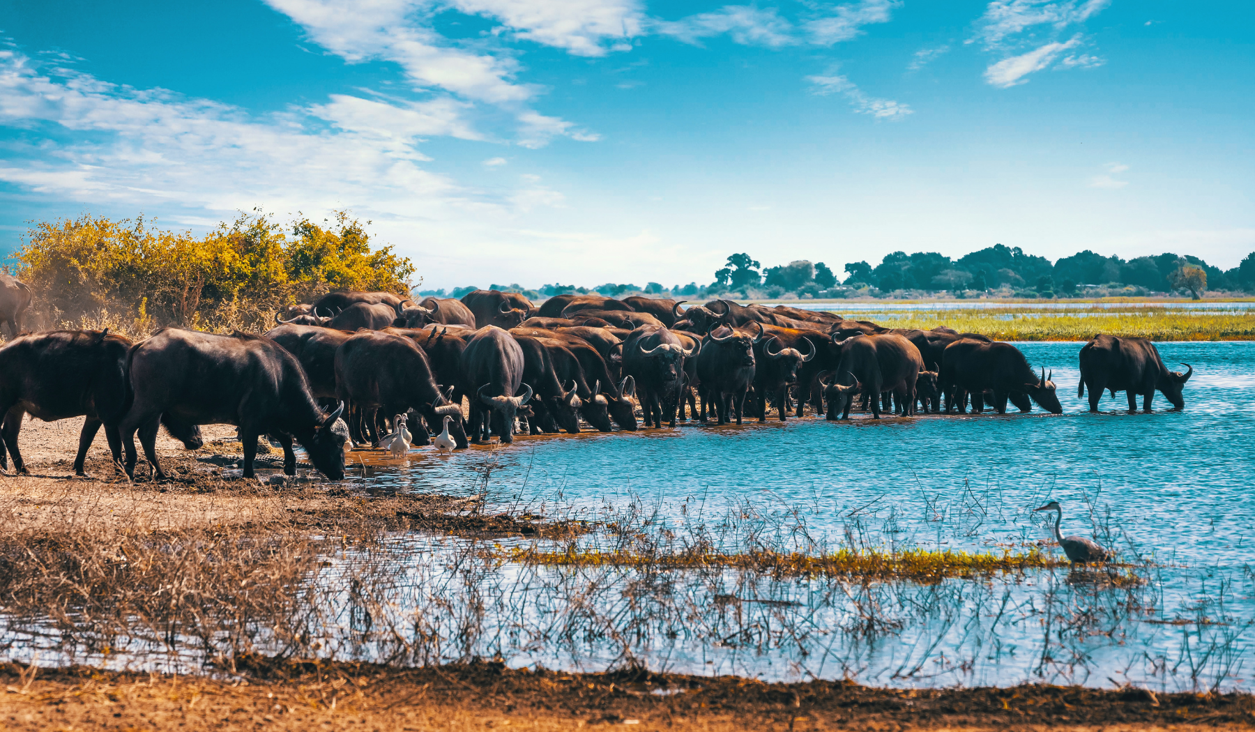 Safari Botswana