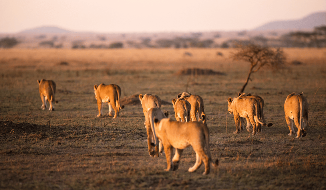 parc national Serengeti