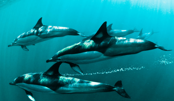 Les espèces de baleines observables en Afrique