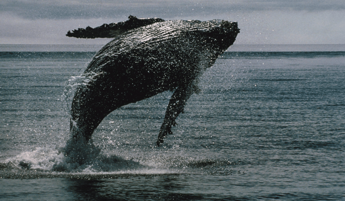 Observer les baleines à Zanzibar