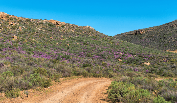 cederberg-fleurs-fynbos