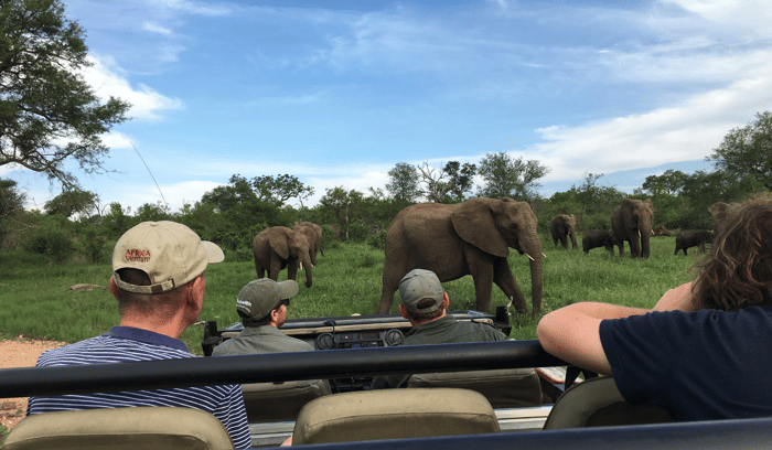 safari namibie elephants